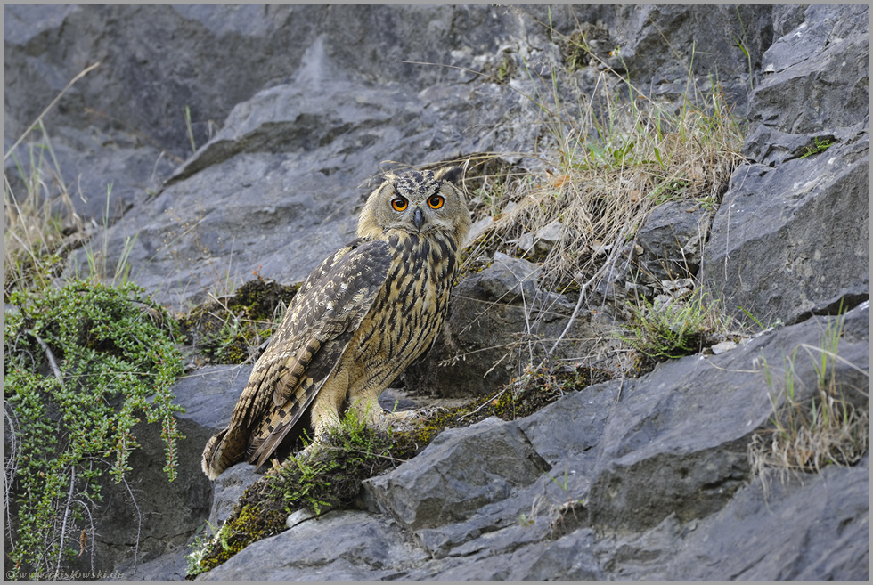 in Greifvogelmanier... Europäischer Uhu *Bubo bubo*