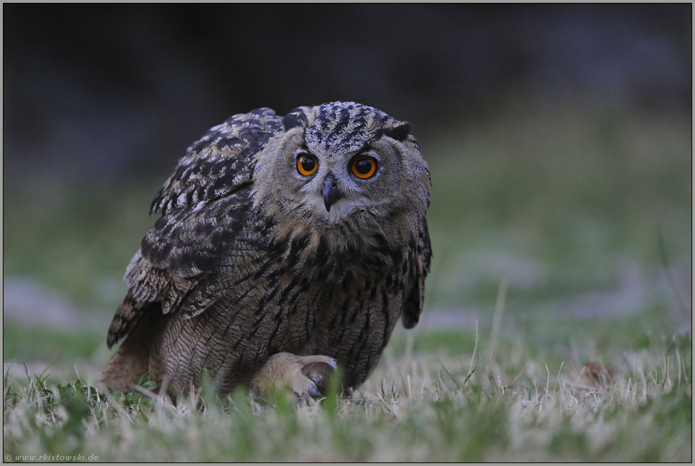 meins... Europäischer Uhu *Bubo bubo*