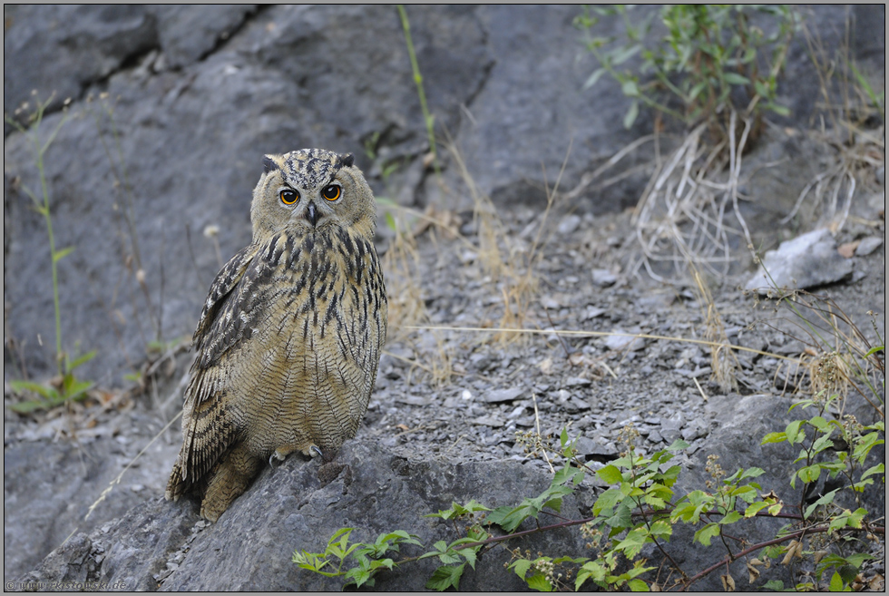 ganz brav... Europäischer Uhu *Bubo bubo*