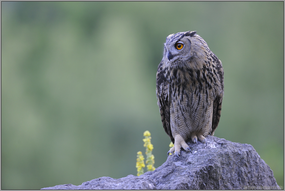 wild entschlossen... Europäischer Uhu *Bubo bubo*