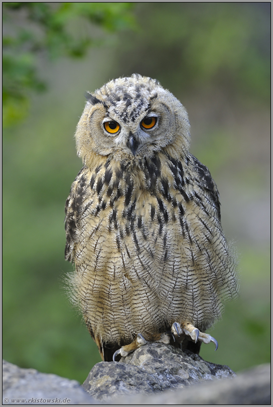 unser kleiner Freund... Europäischer Uhu *Bubo bubo*