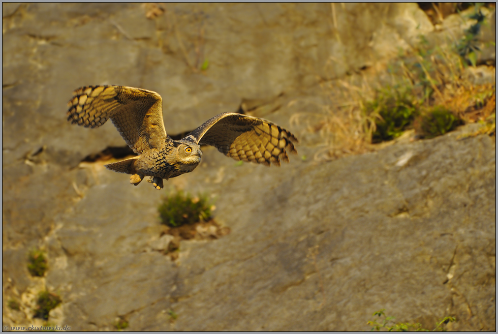 verspielt... Europäischer Uhu *Bubo bubo*