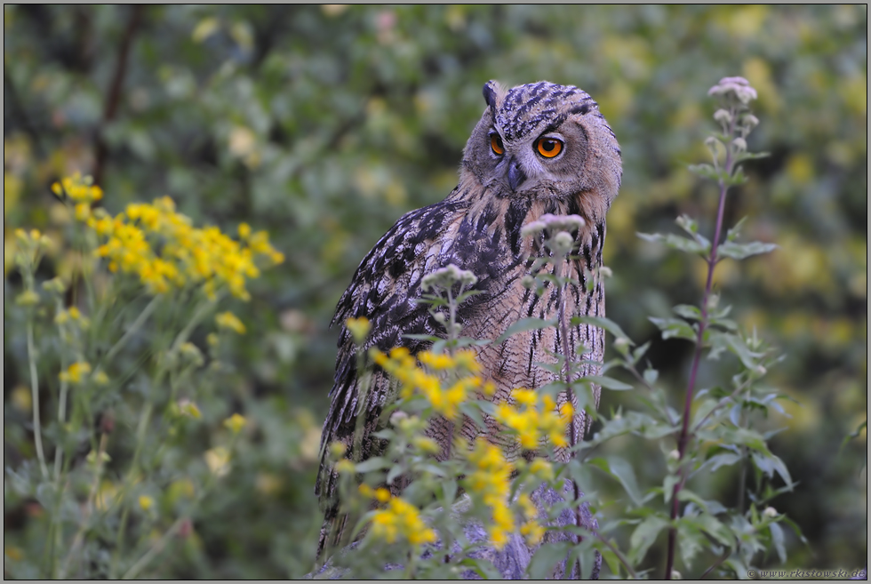 zwischen Blüten... Europäischer Uhu *Bubo bubo*