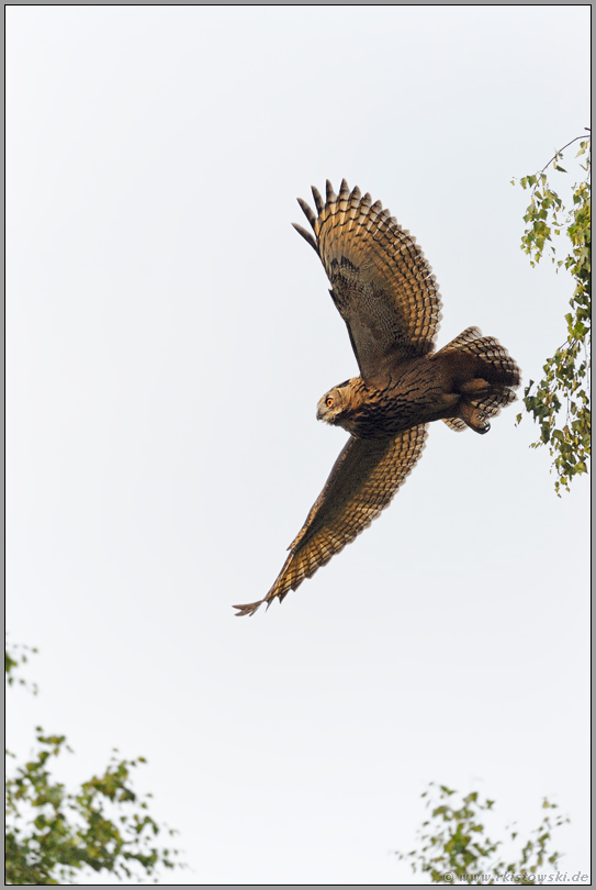 Abflug... Europäischer Uhu *Bubo bubo*