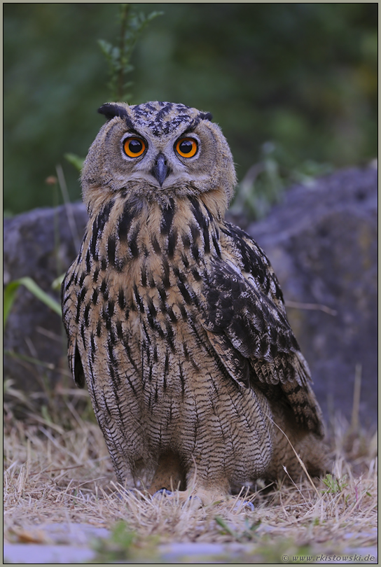 volle Aufmerksamkeit... Europäischer Uhu *Bubo bubo*