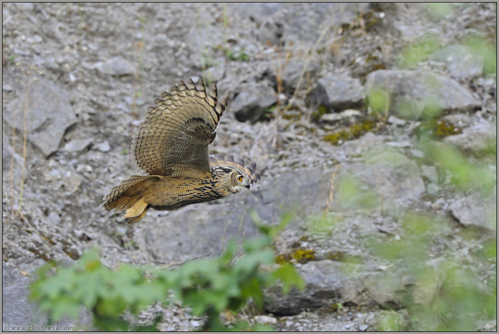 eingerahmt... Europäischer Uhu *Bubo bubo*