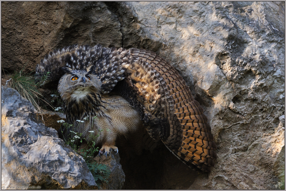 Abwehrhaltung... Europäischer Uhu *Bubo bubo*