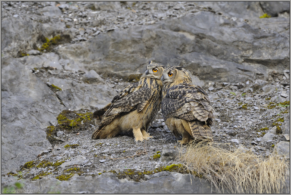 einträchtig... Europäischer Uhu *Bubo bubo*