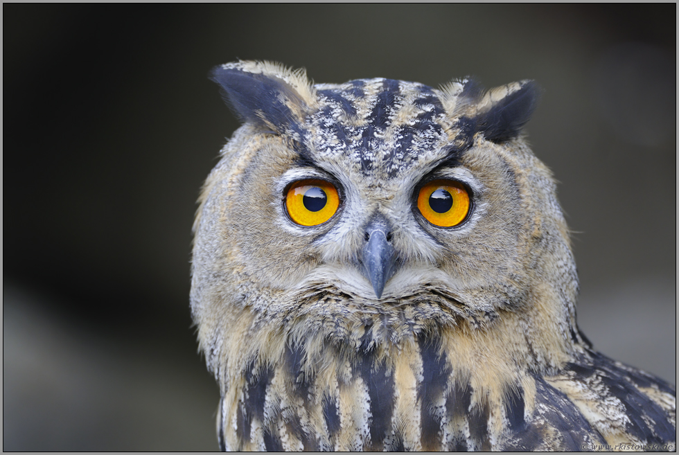 im Portrait... Europäischer Uhu *Bubo bubo*