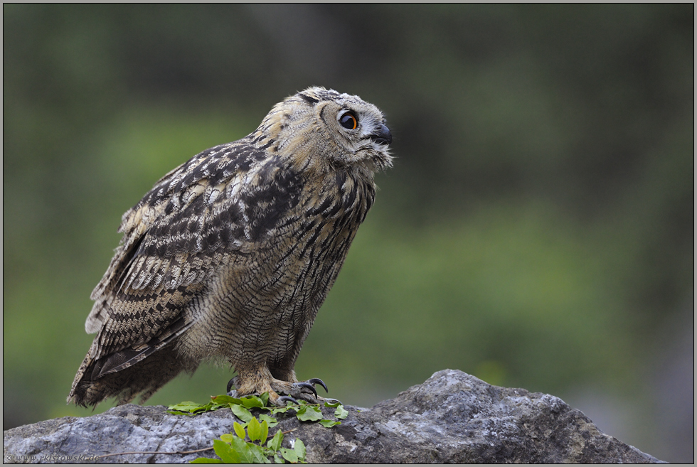 mal anders... Europäischer Uhu *Bubo bubo*