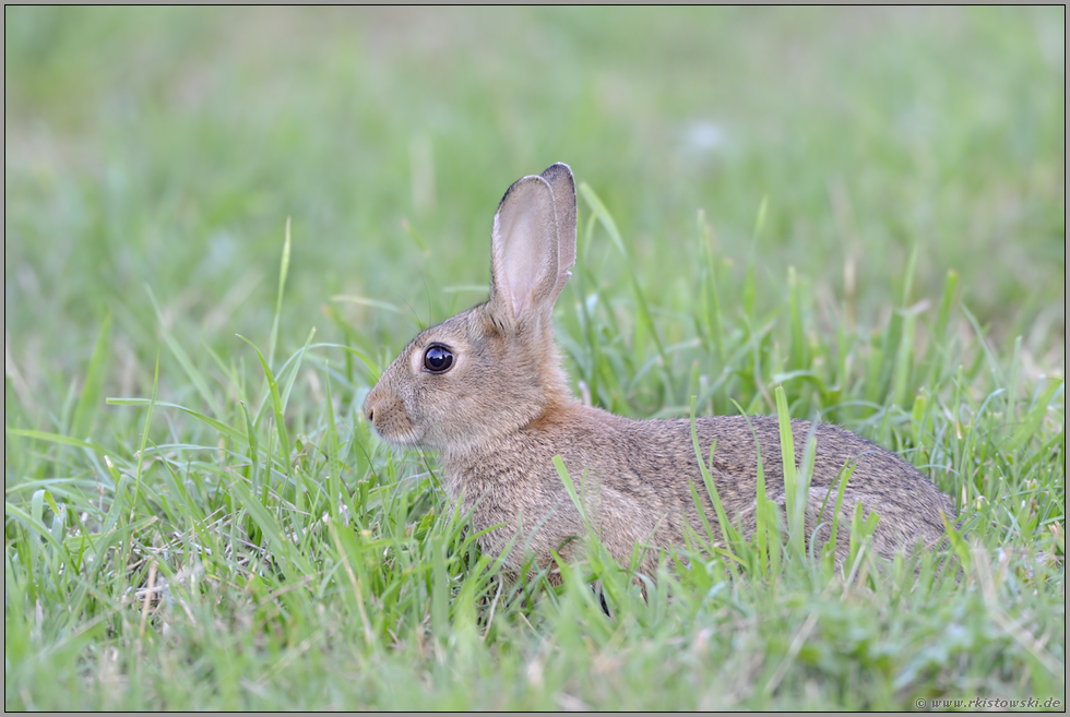 angespannt... Wildkaninchen *Oryctolagus cuniculus*