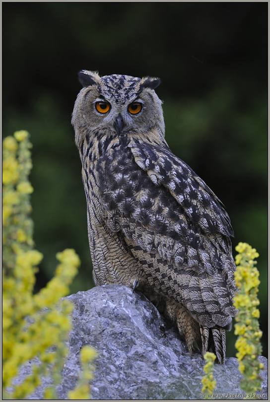 majestätisch... Europäischer Uhu *Bubo bubo*