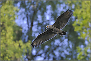 im Gleitflug... Europäischer Uhu *Bubo bubo*