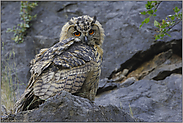 verlegen... Europäischer Uhu *Bubo bubo*