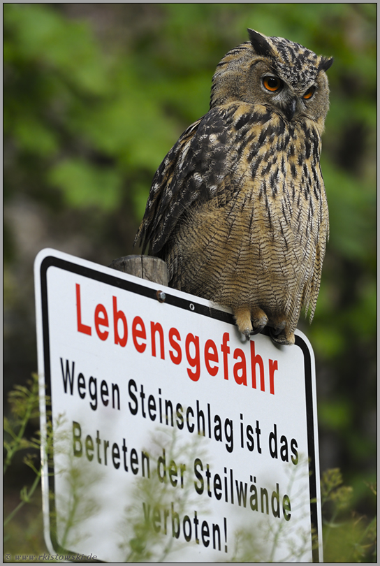 bis hierhin... Europäischer Uhu *Bubo bubo*, Wächter des Steinbruchs