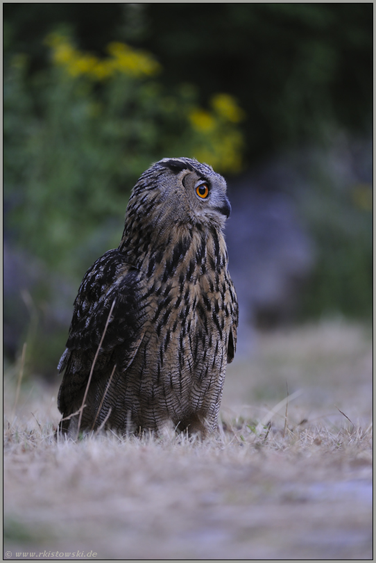 am Boden... Europäischer Uhu *Bubo bubo*