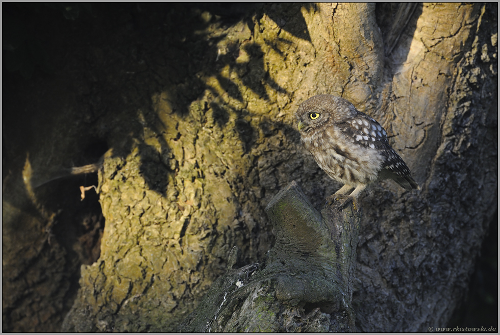 im Lichtspiel... Steinkauz *Athene noctua*