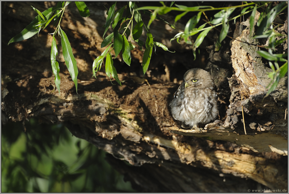 im Tagesversteck... Steinkauz *Athene noctua*