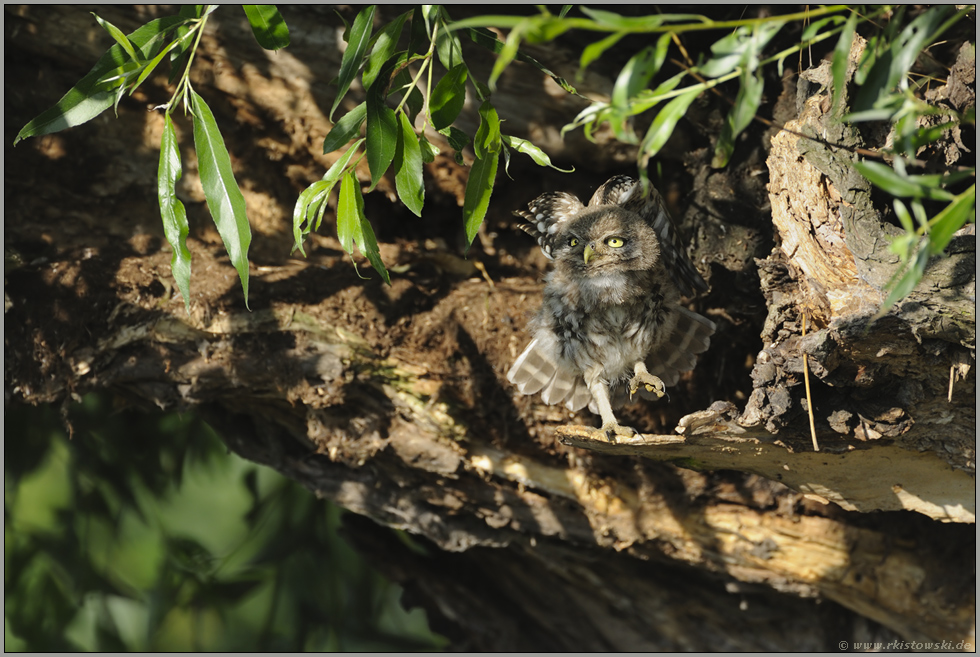 ich will alles... ... Steinkauz *Athene noctua*