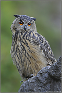 um die Ecke... Europäischer Uhu *Bubo bubo*