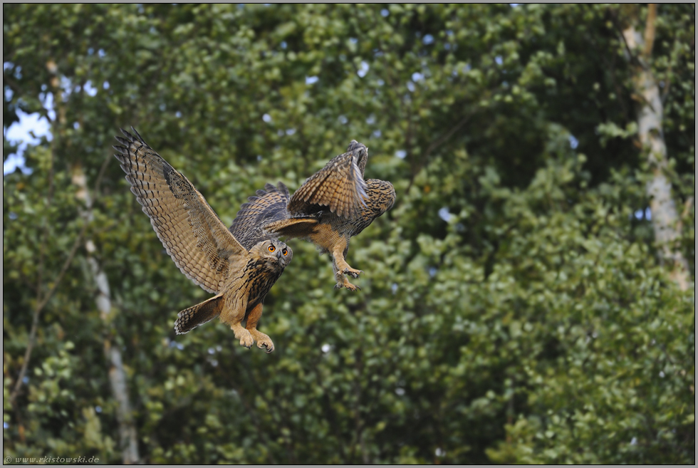 eingefroren... Europäische Uhus *Bubo Bubo*