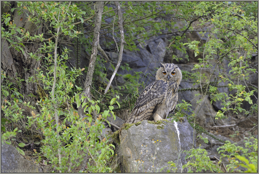 niedlich... Europäischer Uhu *Bubo bubo*