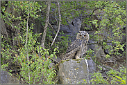 niedlich... Europäischer Uhu *Bubo bubo*