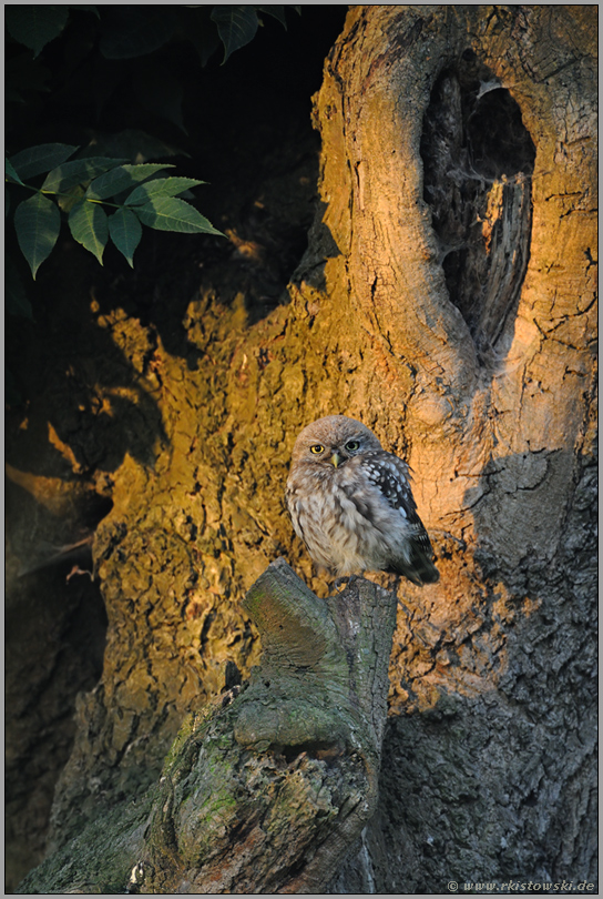 im ersten Licht... Steinkauz *Athene noctua*