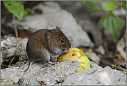 beschäftigt... Rötelmaus *Clethrionomys glareolus*