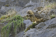 auf der Pirsch... Europäischer Uhu *Bubo bubo*