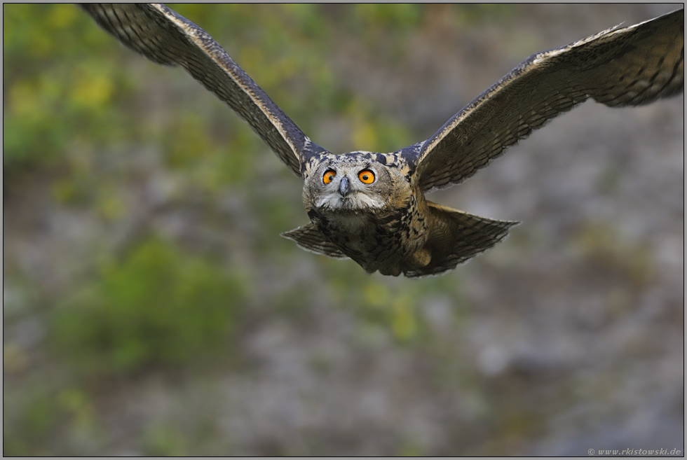 weitsichtig... Europäischer Uhu *Bubo bubo*