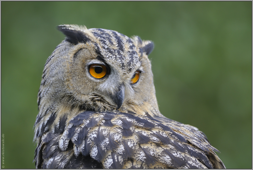 ausdrucksstark... Europäischer Uhu *Bubo bubo*