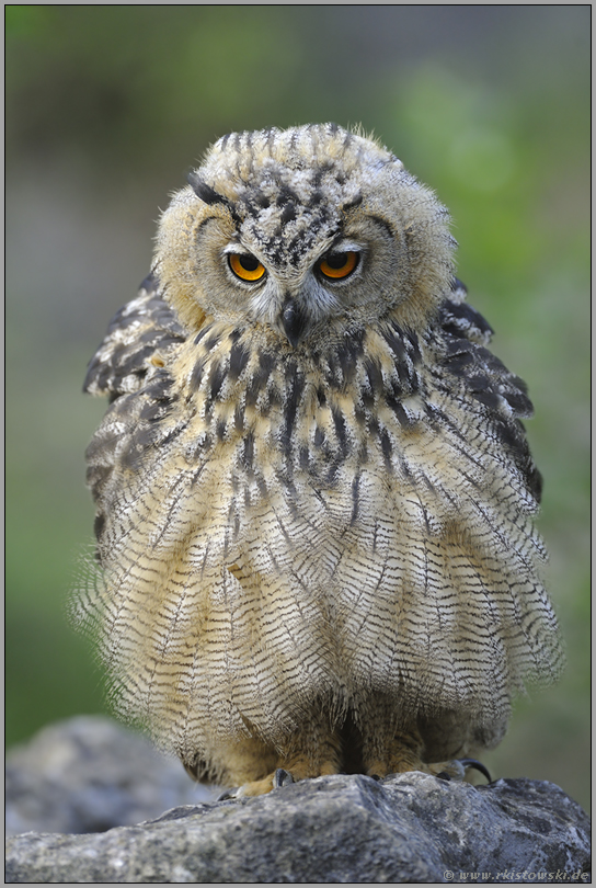 aufgeplustert... Europäischer Uhu *Bubo bubo*