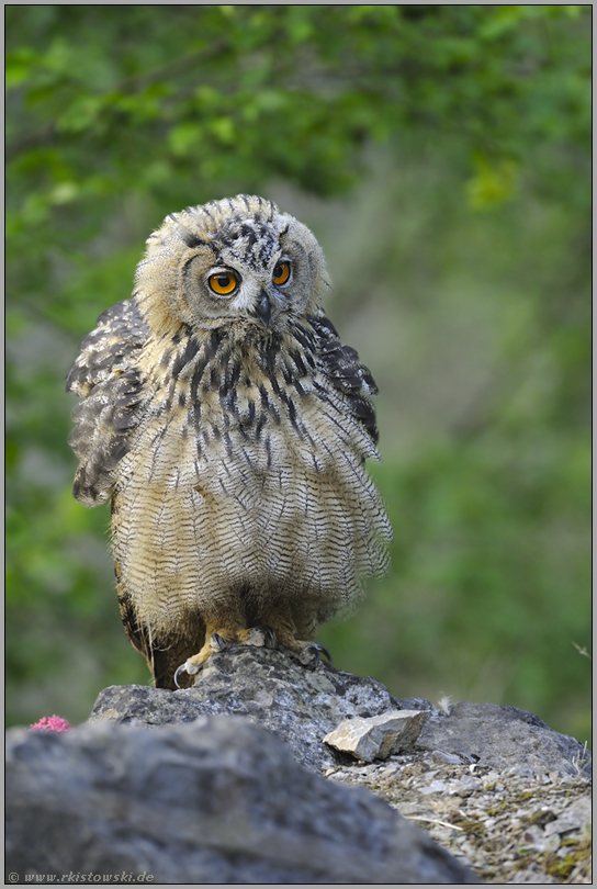 kleiner Mann, was nun... Europäischer Uhu *Bubo bubo*