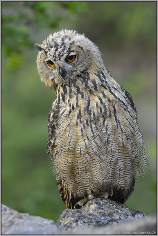 wo ist die Maus... Europäischer Uhu *Bubo bubo*