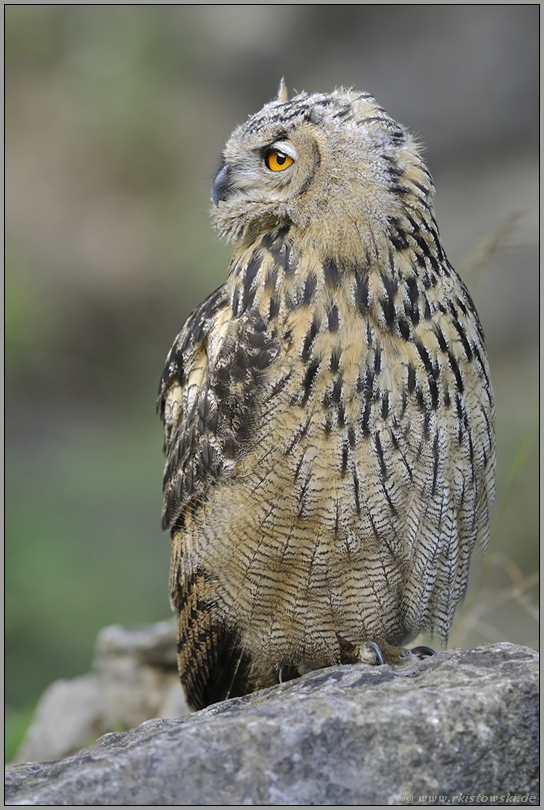 Adlerblick... Europäischer Uhu *Bubo bubo*