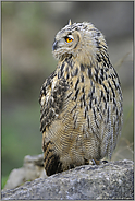 Adlerblick... Europäischer Uhu *Bubo bubo*