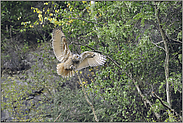 balancierend... Europäischer Uhu *Bubo bubo*