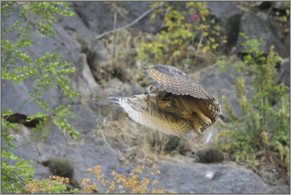 im Flug... Europäischer Uhu *Bubo bubo*