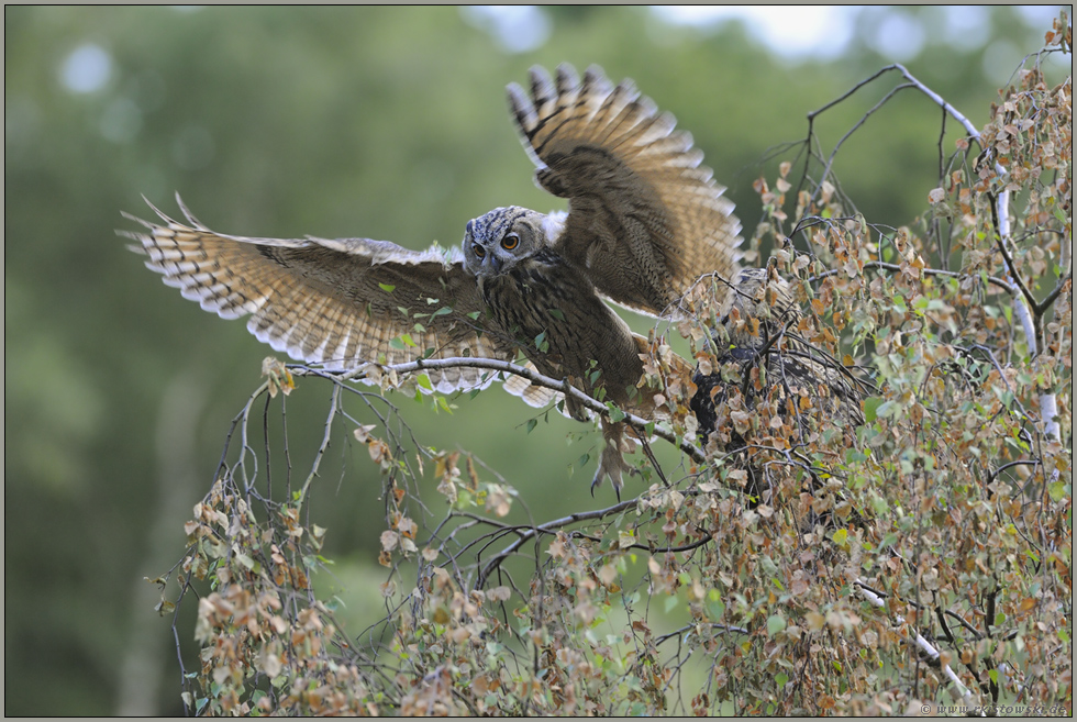 in ganzer Pracht... Europäischer Uhu *Bubo bubo*