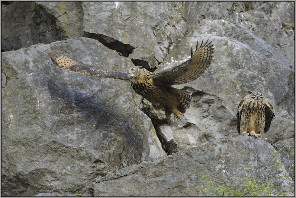 dann flieg Du mal... Europäischer Uhu *Bubo bubo*