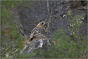 mantelnd... Europäischer Uhu *Bubo bubo*