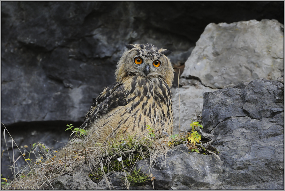 Überraschung... Europäischer Uhu *Bubo bubo*