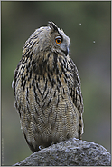 gelassen... Europäischer Uhu *Bubo bubo*