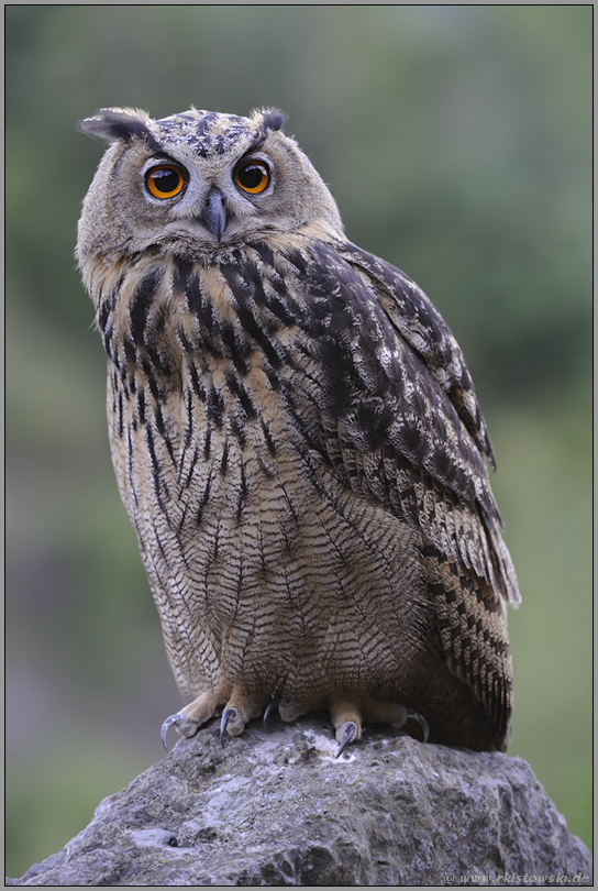 Jungvogel... Europäischer Uhu *Bubo bubo*