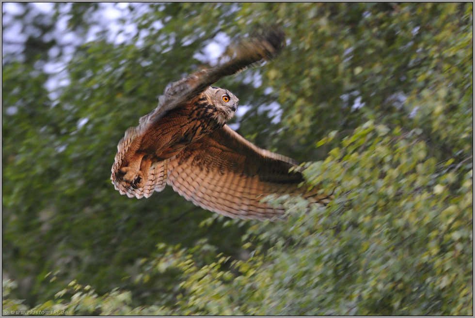 Landung... Europäischer Uhu *Bubo bubo*