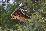 Landung... Europäischer Uhu *Bubo bubo*