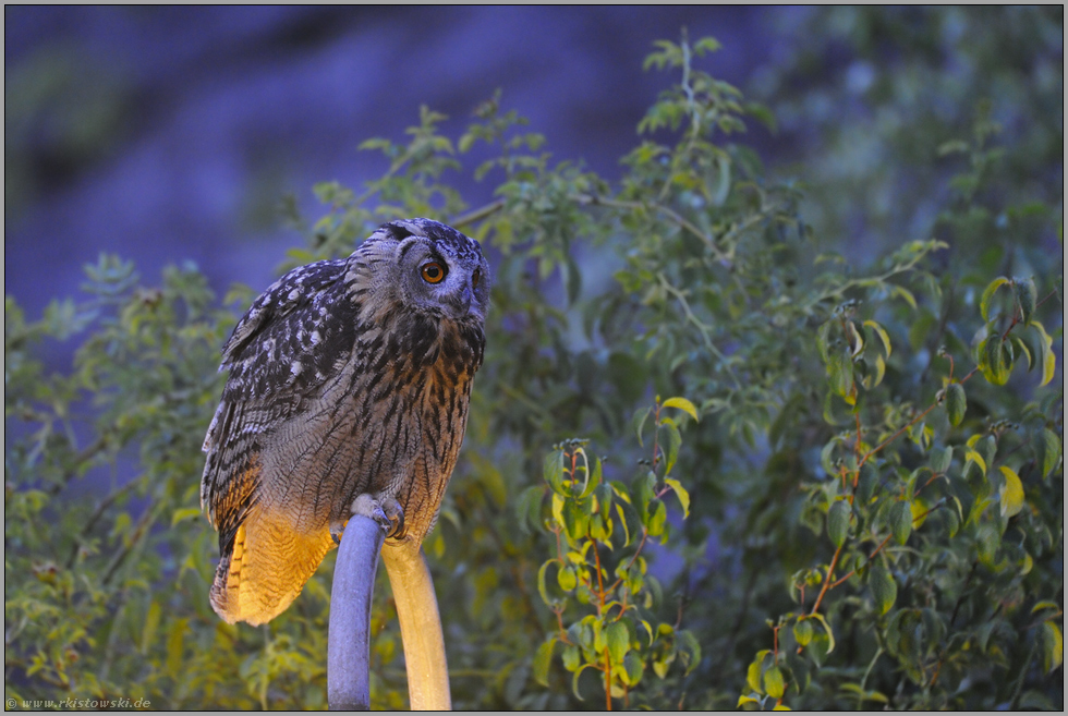 Hilfslicht... Europäischer Uhu *Bubo bubo*