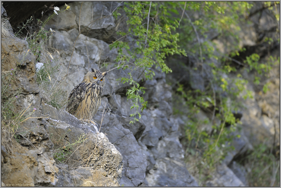 verloren in der Wand... Europäischer Uhu *Bubo bubo*