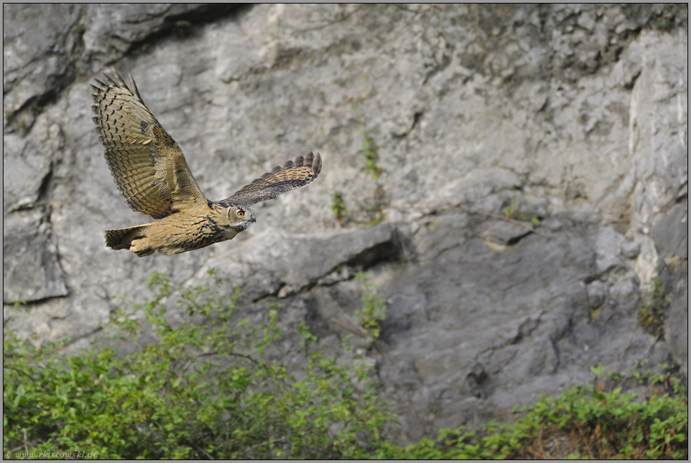 ruhiger Flug... Europäischer Uhu *Bubo bubo*